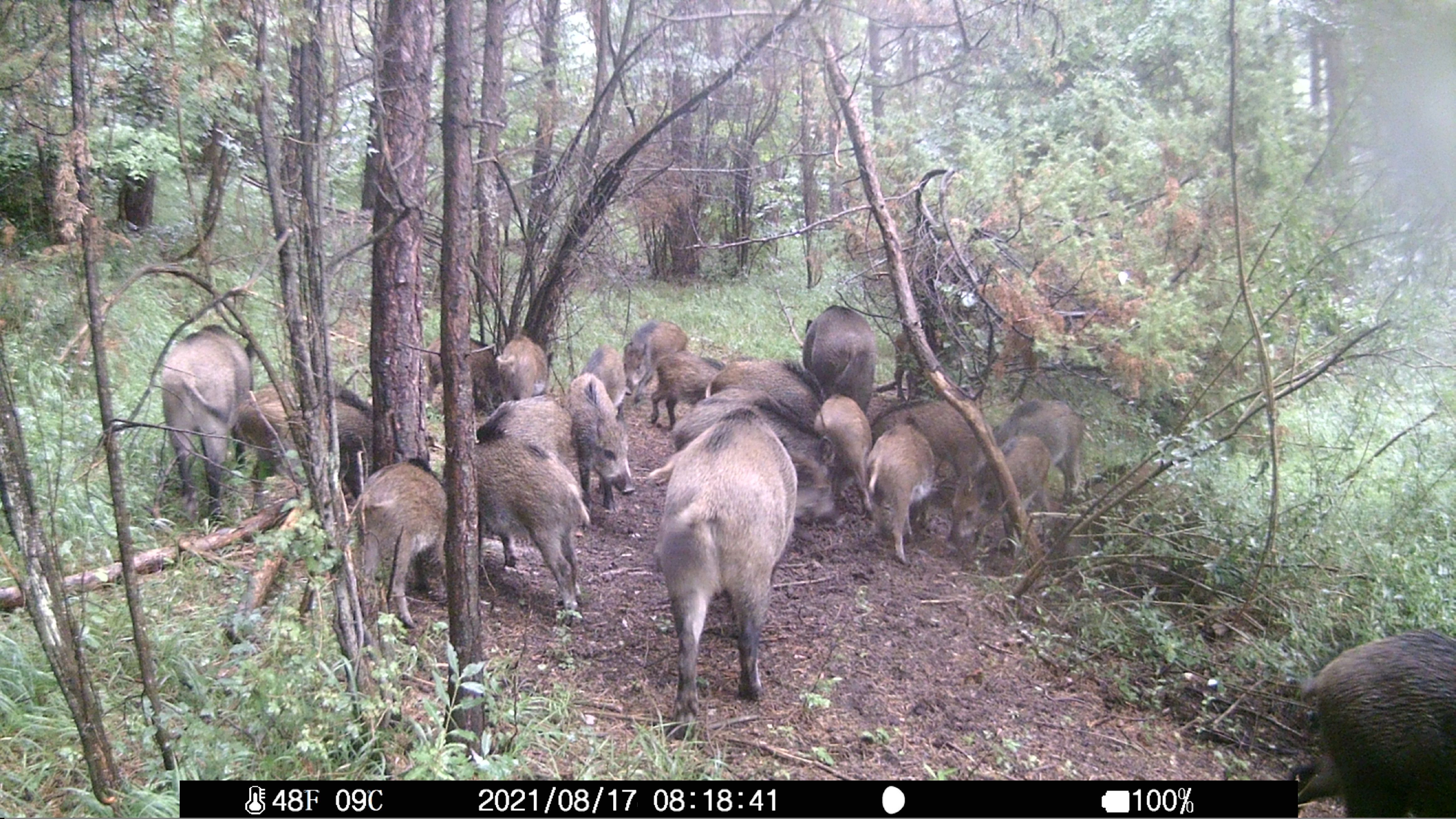 Wachman Mini day photo