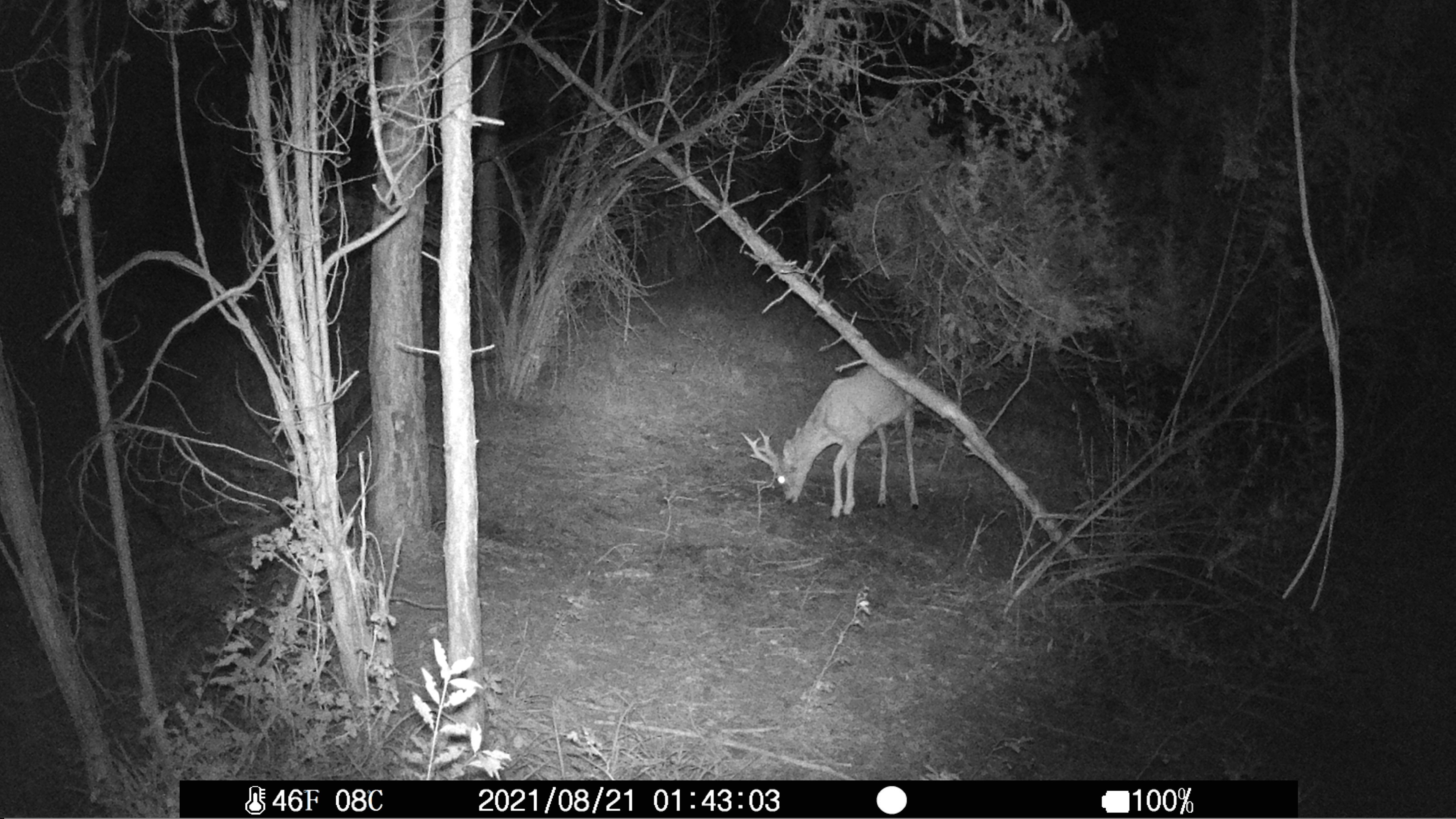 Wachman Mini night photo